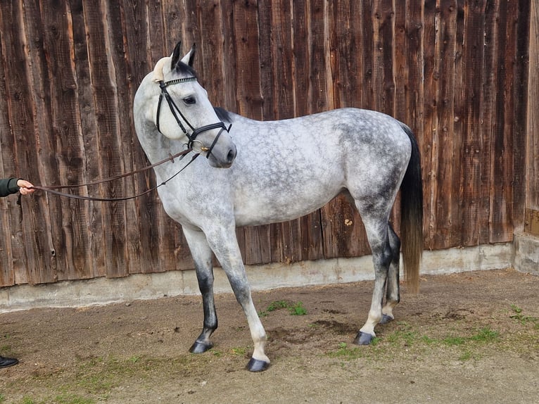 Hannover Giumenta 6 Anni 167 cm Grigio in Mannheim