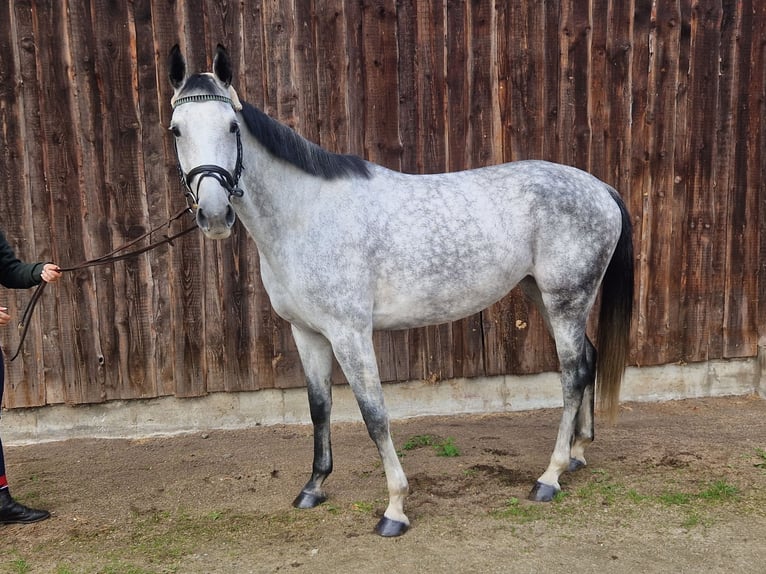 Hannover Giumenta 6 Anni 167 cm Grigio in Mannheim