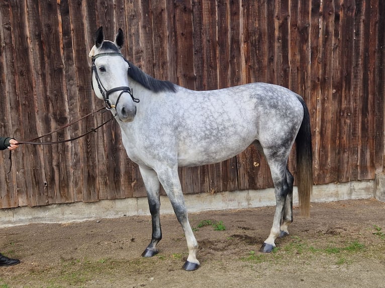 Hannover Giumenta 6 Anni 167 cm Grigio in Mannheim