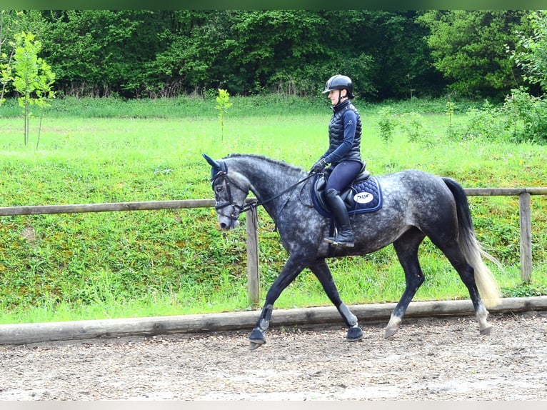 Hannover Giumenta 6 Anni 167 cm Grigio in Wellheim