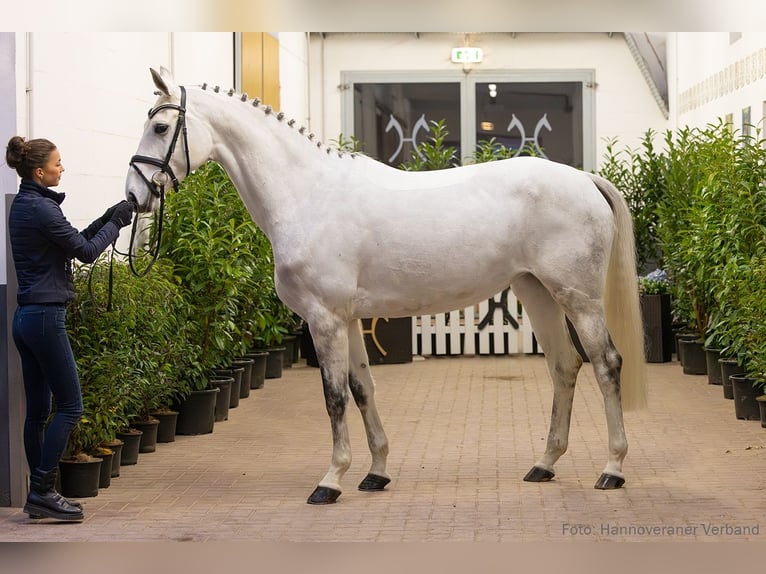 Hannover Giumenta 6 Anni 167 cm Grigio in Verden