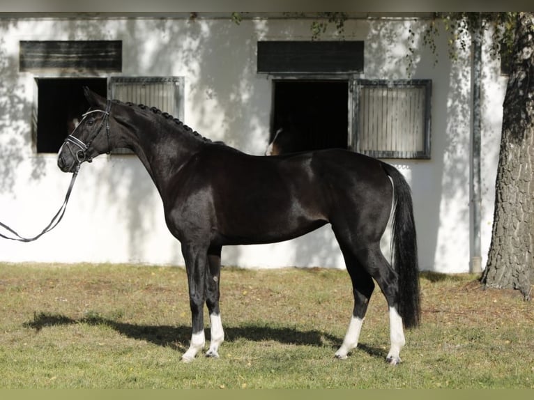 Hannover Giumenta 6 Anni 167 cm Morello in Burgdorf