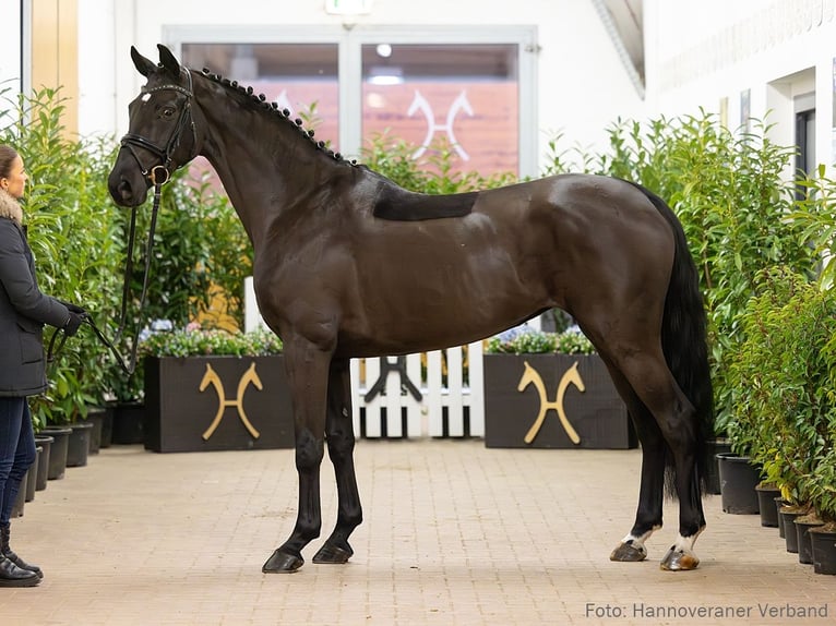 Hannover Giumenta 6 Anni 167 cm Morello in Verden