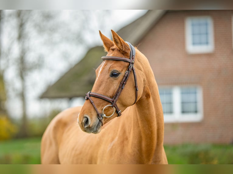 Hannover Giumenta 6 Anni 167 cm Sauro in Moormerland