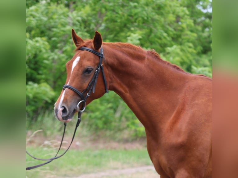 Hannover Giumenta 6 Anni 167 cm Sauro in Gyula