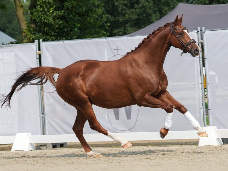 Hannover Giumenta 6 Anni 167 cm Sauro in Münster-Handorf