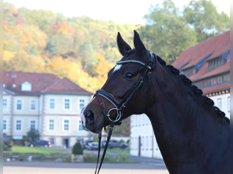 Hannover Giumenta 6 Anni 168 cm Baio in N&#xF6;rten-Hardenberg
