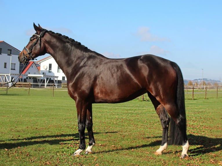 Hannover Giumenta 6 Anni 168 cm Baio in N&#xF6;rten-Hardenberg