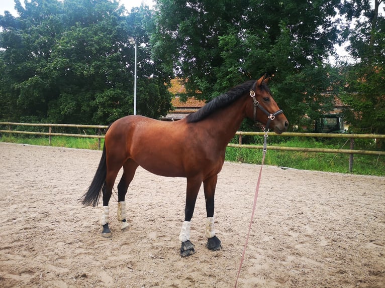 Hannover Giumenta 6 Anni 168 cm Baio in Elze