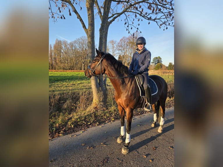 Hannover Giumenta 6 Anni 168 cm Baio in Elze