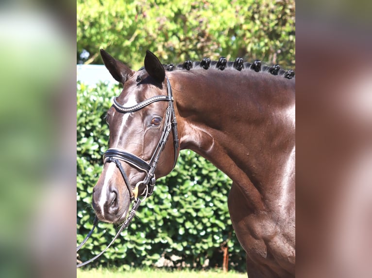 Hannover Giumenta 6 Anni 168 cm Baio scuro in Selsingen