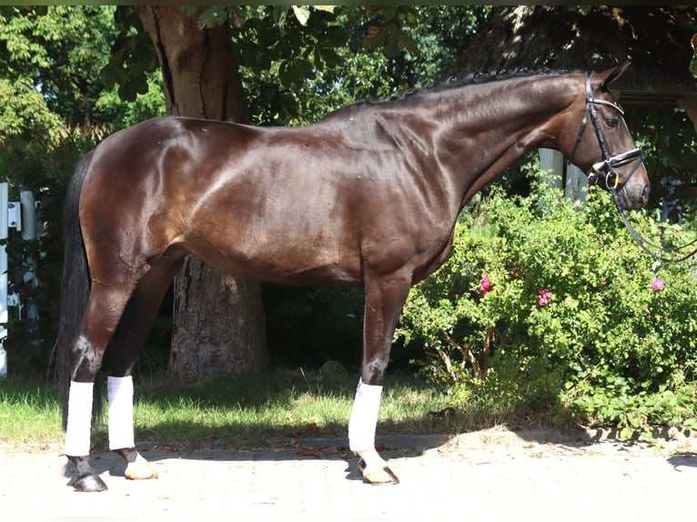 Hannover Giumenta 6 Anni 168 cm Baio scuro in Selsingen