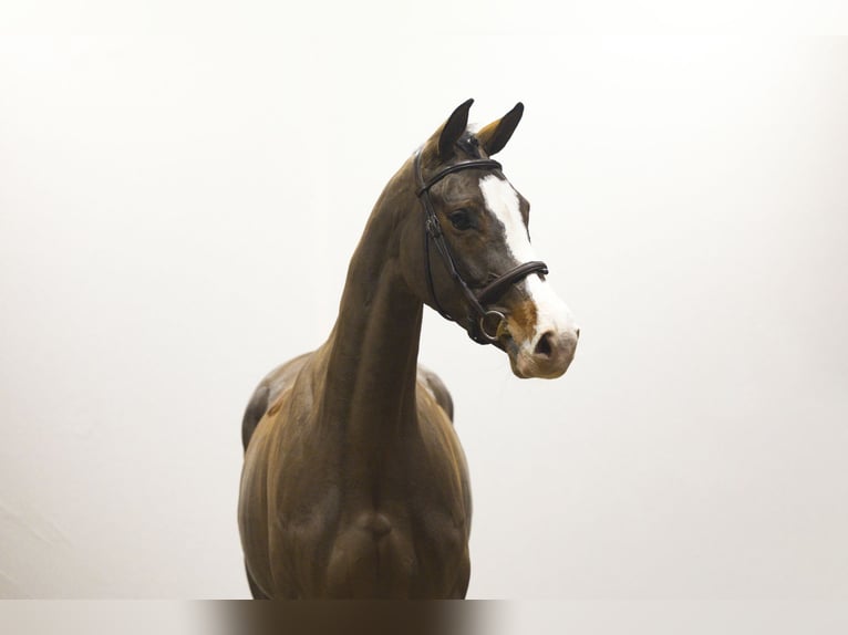 Hannover Giumenta 6 Anni 168 cm in Waddinxveen