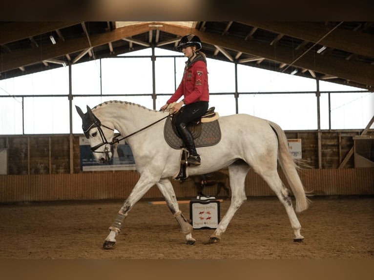 Hannover Giumenta 6 Anni 168 cm Grigio in Bad Neustadt an der Saale