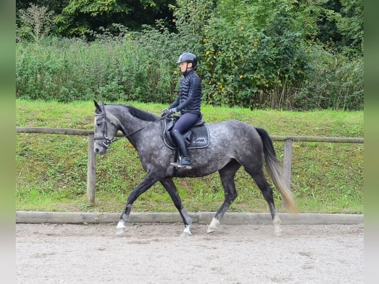 Hannover Giumenta 6 Anni 168 cm Grigio in Wellheim