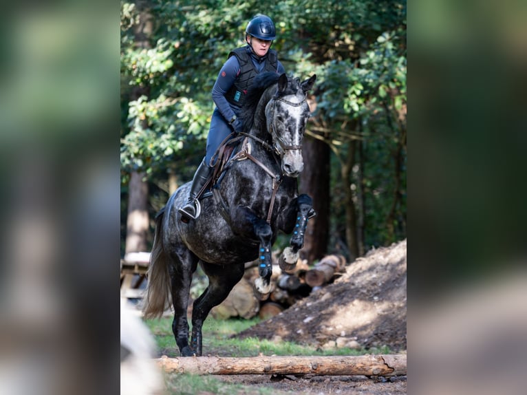 Hannover Giumenta 6 Anni 168 cm Grigio pezzato in Deinstedt