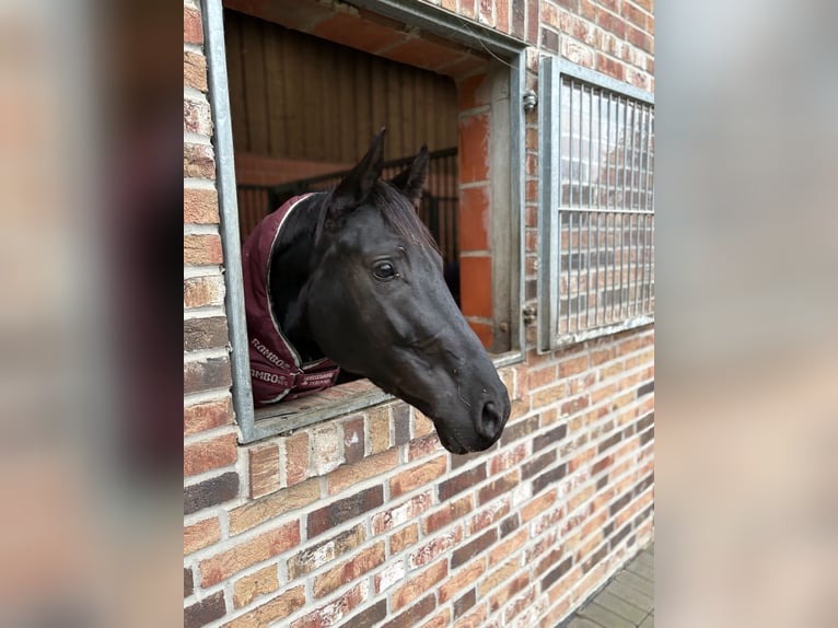 Hannover Giumenta 6 Anni 168 cm Morello in Westerkappeln