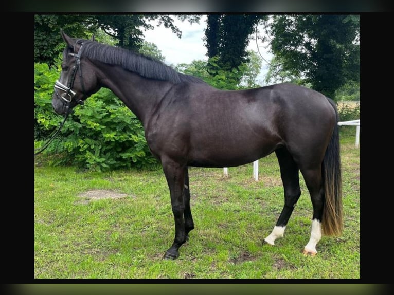 Hannover Giumenta 6 Anni 168 cm Morello in Schellerten