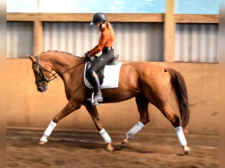 Hannover Giumenta 6 Anni 168 cm Sauro in Fredenbeck Hannover Giumenta 6 Anni 168 cm Sauro in Fredenbeck