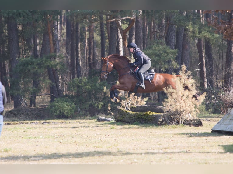 Hannover Giumenta 6 Anni 168 cm Sauro in Gorleben Meetschow