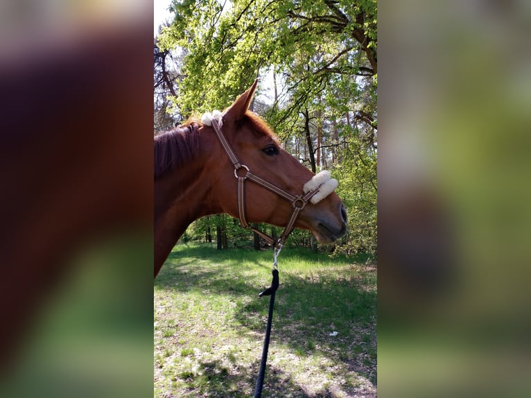Hannover Giumenta 6 Anni 168 cm Sauro in Gorleben Meetschow