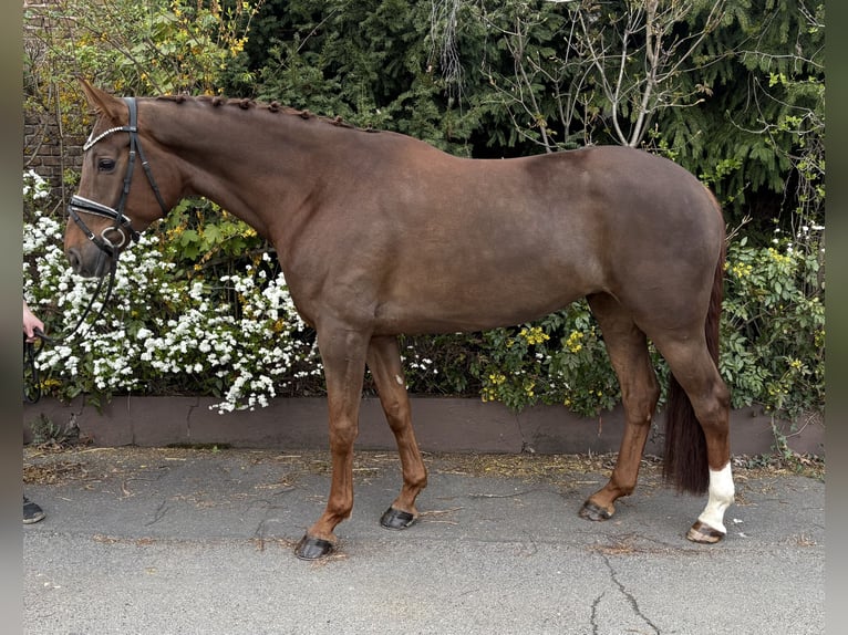 Hannover Giumenta 6 Anni 168 cm Sauro scuro in Niederkassel