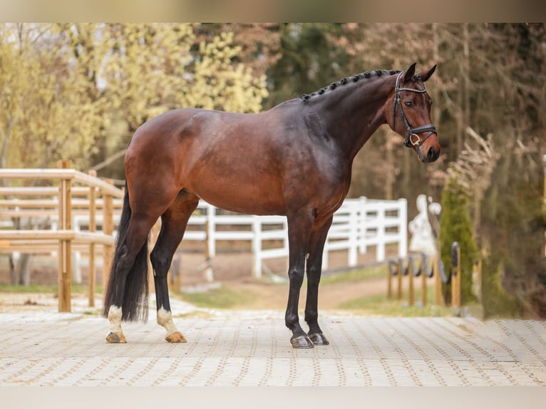 Hannover Giumenta 6 Anni 169 cm Baio in Bodenkirchen