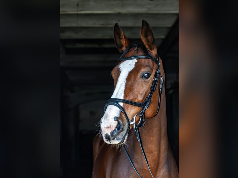 Hannover Giumenta 6 Anni 169 cm Baio in Wietzen