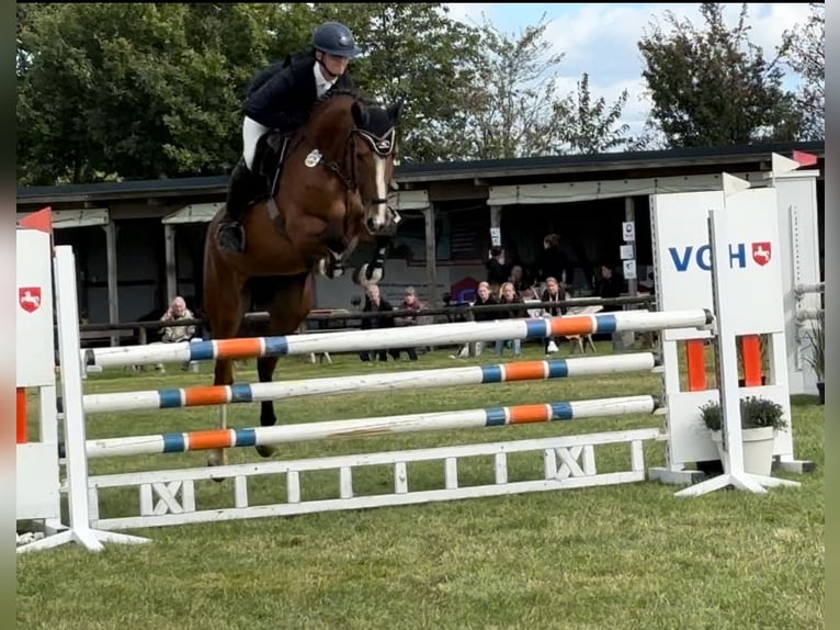 Hannover Giumenta 6 Anni 169 cm Baio in Bremervörde