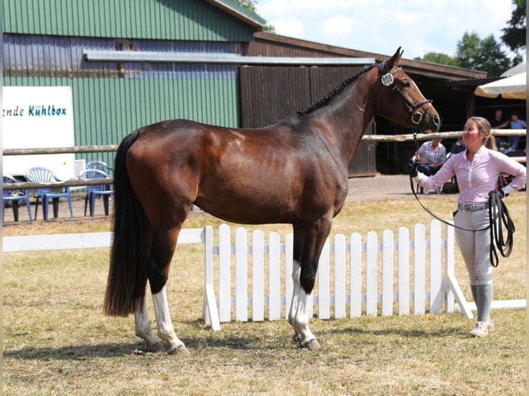 Hannover Giumenta 6 Anni 169 cm Baio in Wensin