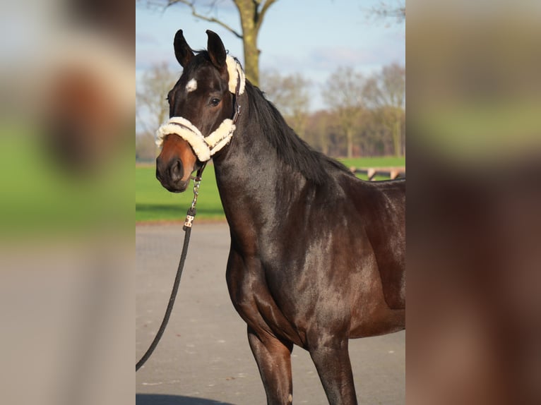 Hannover Giumenta 6 Anni 169 cm Baio scuro in Stramproy