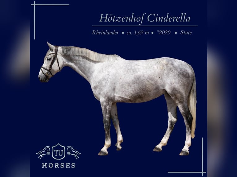 Hannover Giumenta 6 Anni 169 cm Grigio in Uedem