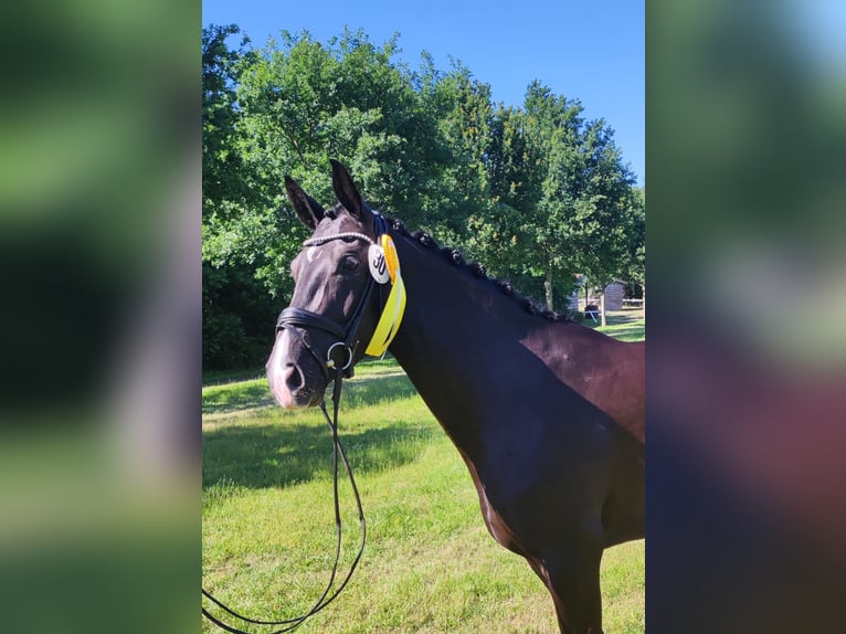 Hannover Giumenta 6 Anni 169 cm Morello in Rheine