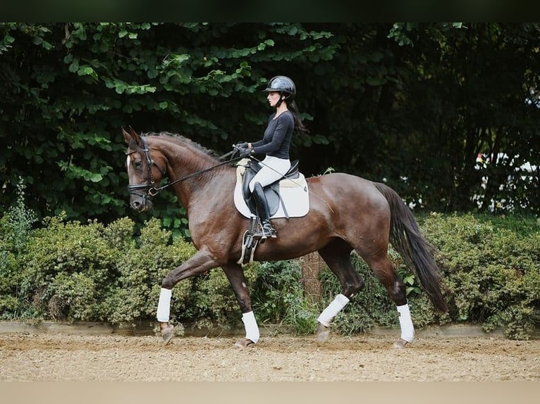 Hannover Giumenta 6 Anni 169 cm Sauro scuro in Riedstadt