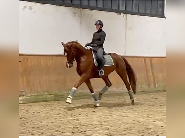 Hannover Giumenta 6 Anni 169 cm Sauro scuro in Verden (Aller)