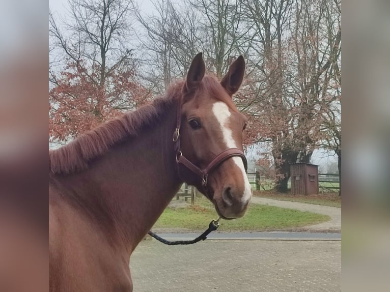 Hannover Giumenta 6 Anni 169 cm Sauro scuro in Verden (Aller)