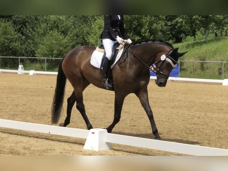 Hannover Giumenta 6 Anni 170 cm Baio in Freystadt