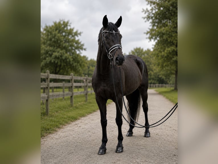 Hannover Giumenta 6 Anni 170 cm Baio nero in Neuhaus an der Oste