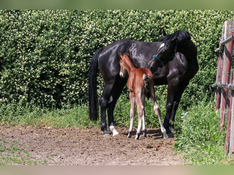 Hannover Giumenta 6 Anni 170 cm Baio nero in N&#xFC;nchritz