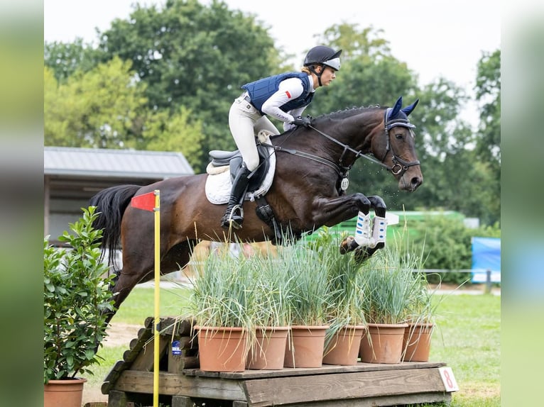 Hannover Giumenta 6 Anni 170 cm Baio scuro in Lindewitt