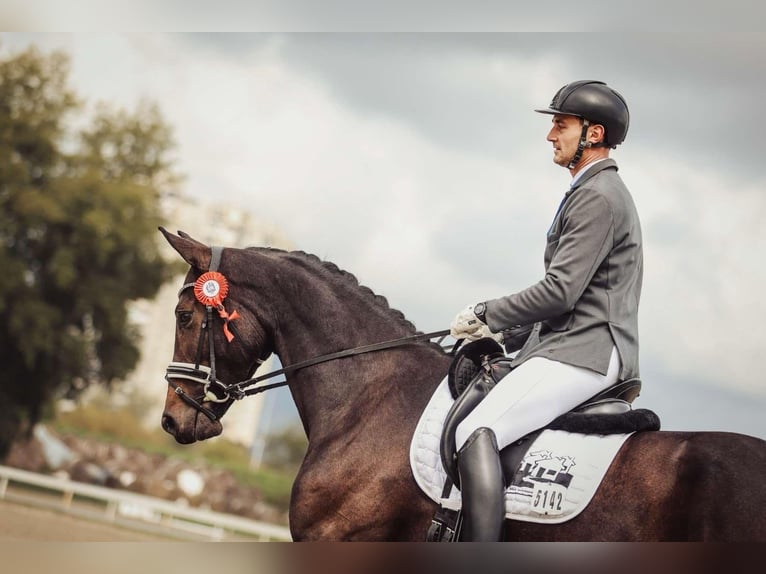 Hannover Giumenta 6 Anni 170 cm Baio scuro in Croatia