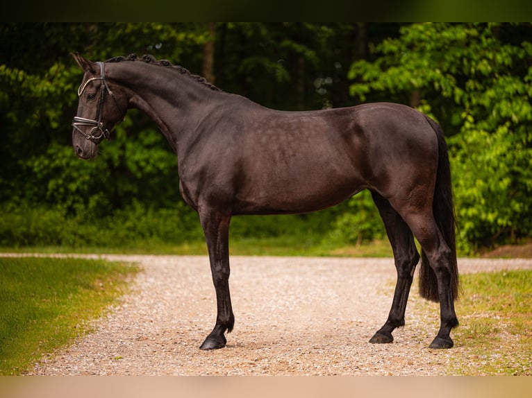 Hannover Giumenta 6 Anni 170 cm Morello in Wehringen