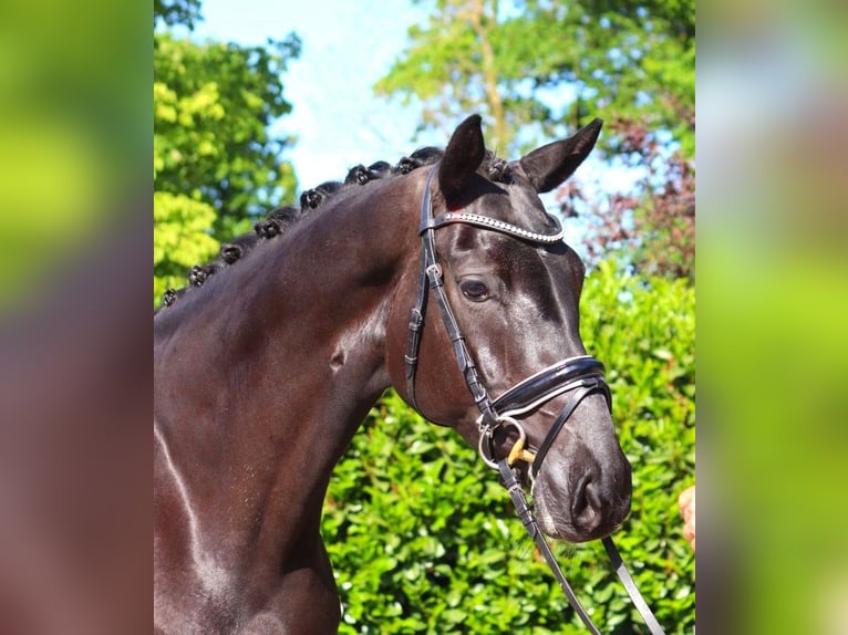 Hannover Giumenta 6 Anni 170 cm Morello in Selsingen