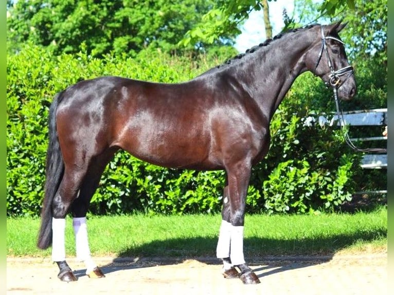 Hannover Giumenta 6 Anni 170 cm Morello in Selsingen
