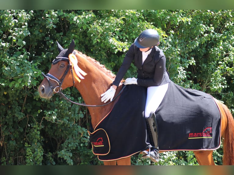 Hannover Giumenta 6 Anni 170 cm Sauro in Wartenberg