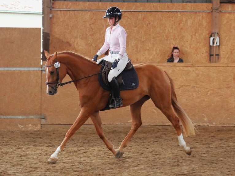 Hannover Giumenta 6 Anni 170 cm Sauro in Wensin