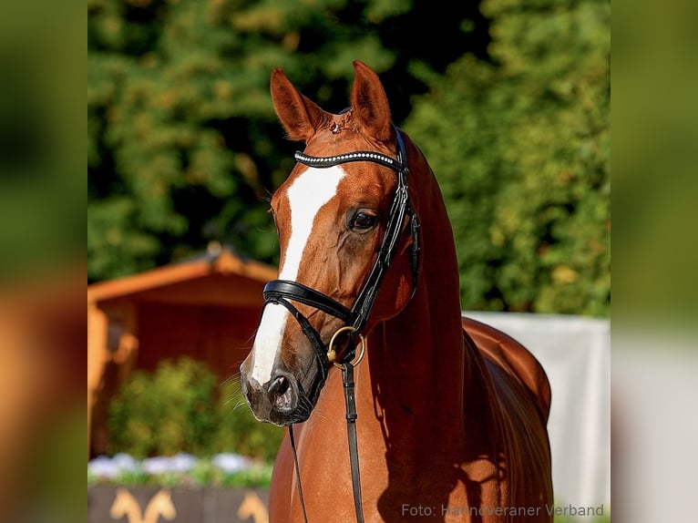 Hannover Giumenta 6 Anni 170 cm Sauro in Verden