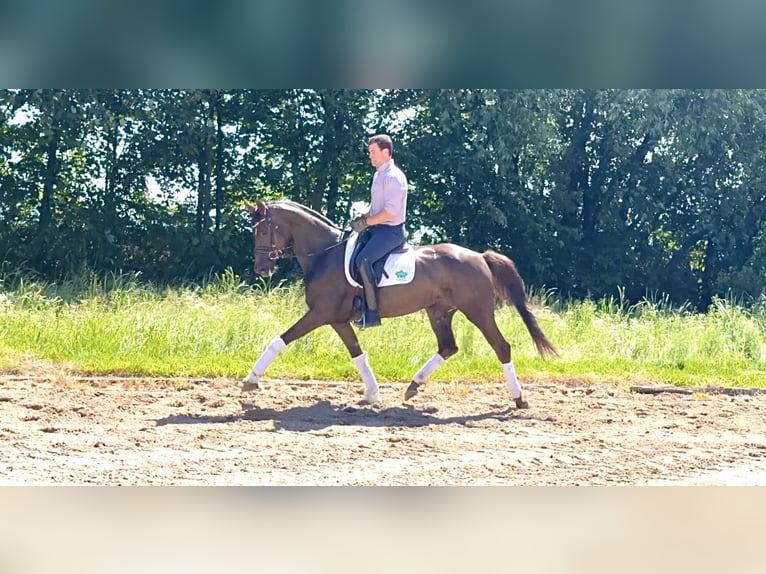 Hannover Giumenta 6 Anni 170 cm Sauro scuro in Rosdorf