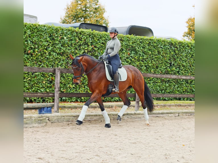 Hannover Giumenta 6 Anni 171 cm Baio in Kempen