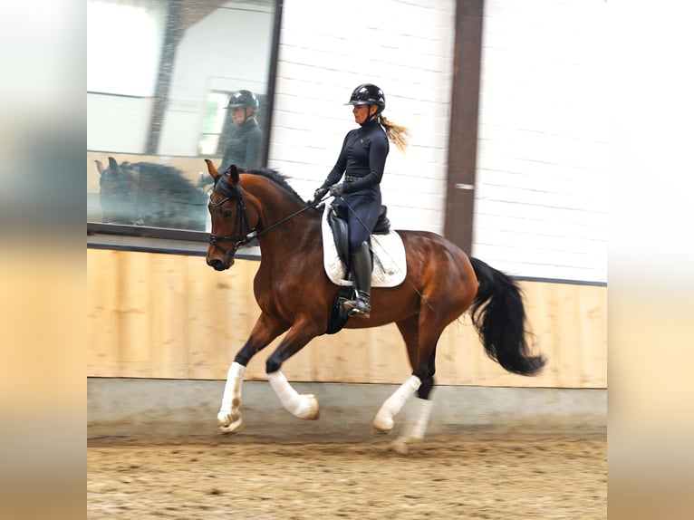 Hannover Giumenta 6 Anni 171 cm Baio in Kempen